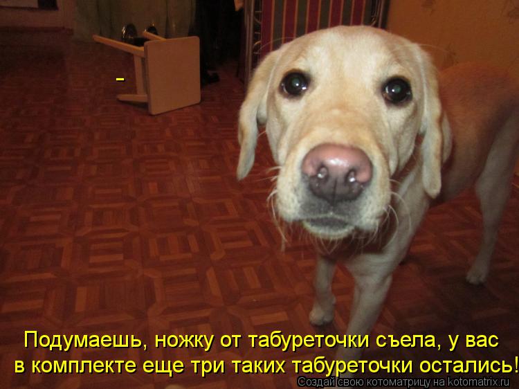 Подумаешь, ножку от табуреточки съела, у вас в комплекте еще три таких табуреточки остались!!! -... Котоматрица: Подумаешь, ножку от табуреточки съела, у вас в комплекте еще три таких табуреточки остались!!! -