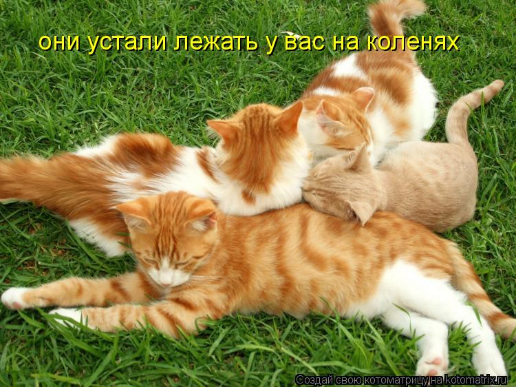 они устали лежать у вас на коленях... Котоматрица: они устали лежать у вас на коленях