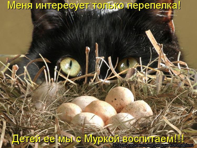 Меня интересует только перепелка! Детей ее мы с Муркой воспитаем!!!... Котоматрица: Меня интересует только перепелка! Детей ее мы с Муркой воспитаем!!!