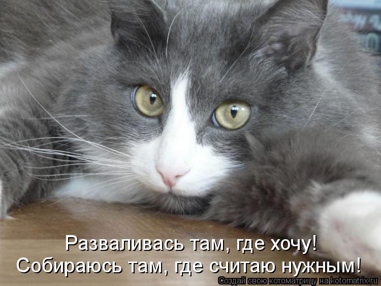 Разваливась там, где хочу! Собираюсь там, где считаю нужным!... Котоматрица: Разваливась там, где хочу! Собираюсь там, где считаю нужным!