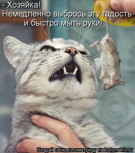 - Хозяйка! Немедленно выбрось эту гадость и быстро мыть руки!... Котоматрица: - Хозяйка! Немедленно выбрось эту гадость и быстро мыть руки!