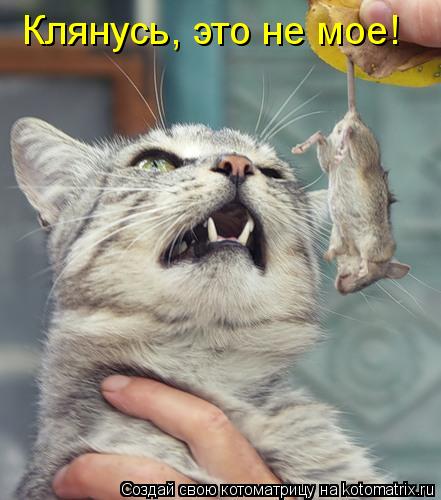 Клянусь, это не мое!... Котоматрица: Клянусь, это не мое!