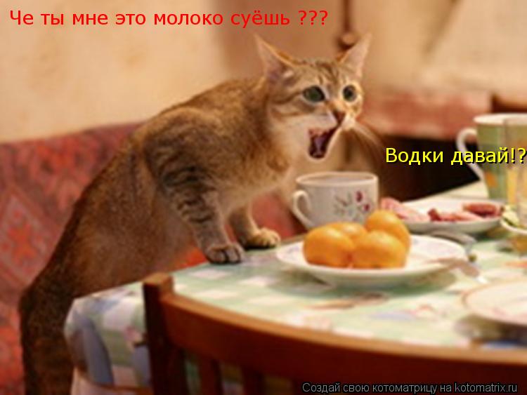 Че ты мне это молоко суёшь ??? Водки давай!?... Котоматрица: Че ты мне это молоко суёшь ??? Водки давай!?