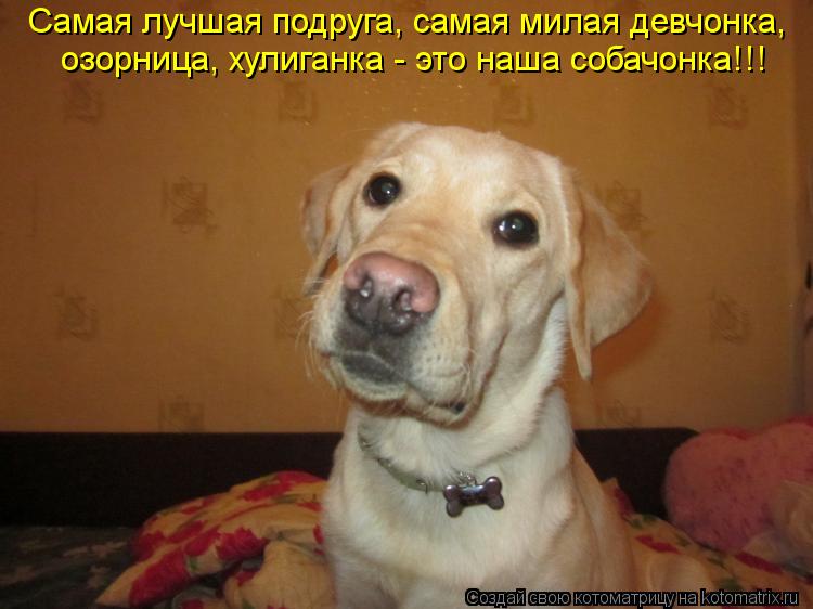 Самая лучшая подруга, самая милая девчонка, озорница, хулиганка - это наша собачонка!!!... Котоматрица: Самая лучшая подруга, самая милая девчонка, озорница, хулиганка - это наша собачонка!!!