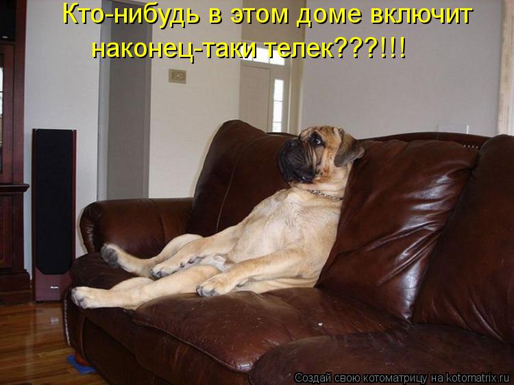Кто-нибудь в этом доме включит наконец-таки телек???!!!... Котоматрица: Кто-нибудь в этом доме включит наконец-таки телек???!!!