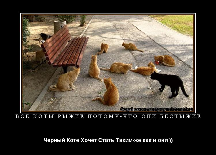 Все Коты Рыжие Потому-что они бестыжие Черный Коте Хочет Стать Таким-же как и они ))... Котоматрица: Все Коты Рыжие Потому-что они бестыжие Черный Коте Хочет Стать Таким-же как и они ))