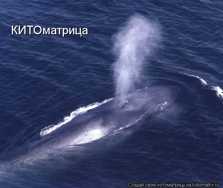 КИТОматрица... Котоматрица: КИТОматрица