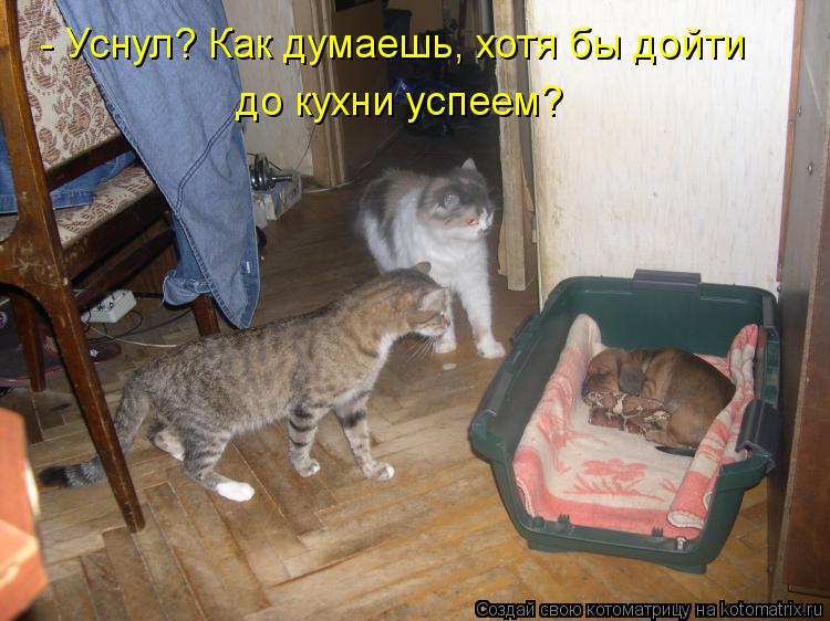 - Уснул? Как думаешь, хотя бы дойти до кухни успеем?... Котоматрица: - Уснул? Как думаешь, хотя бы дойти до кухни успеем?