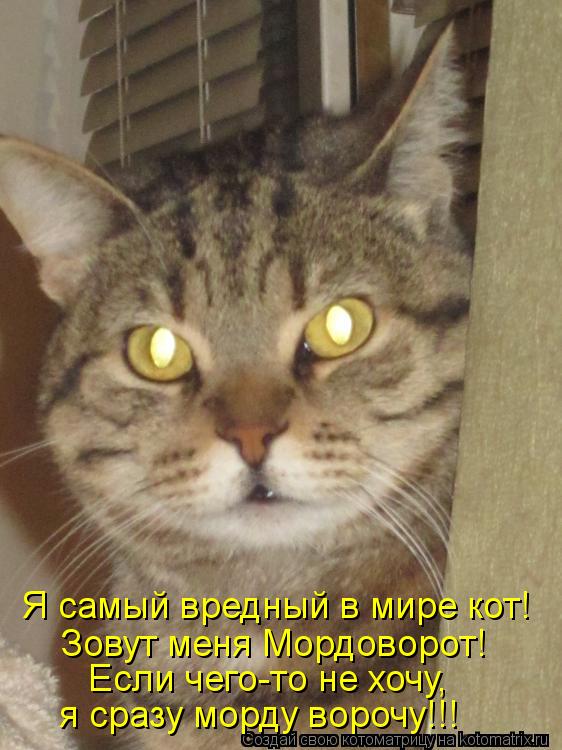 Я самый вредный в мире кот! Зовут меня Мордоворот! Если чего-то не хочу, я сразу морду ворочу!!!... Котоматрица: Я самый вредный в мире кот! Зовут меня Мордоворот! Если чего-то не хочу, я сразу морду ворочу!!!
