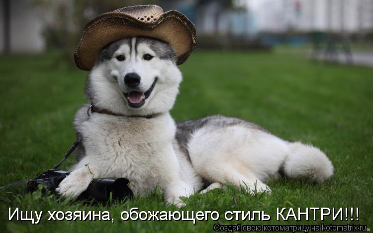 Ищу хозяина, обожающего стиль КАНТРИ!!!... Котоматрица: Ищу хозяина, обожающего стиль КАНТРИ!!!