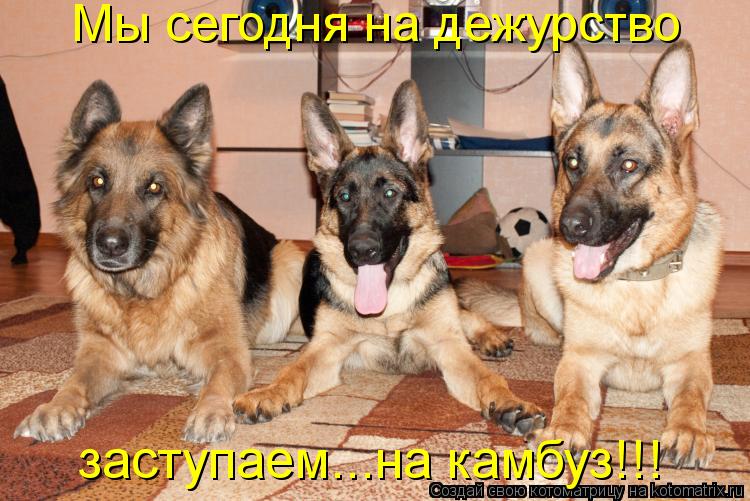 Мы сегодня на дежурство заступаем...на камбуз!!!... Котоматрица: Мы сегодня на дежурство заступаем...на камбуз!!!