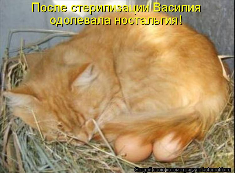 После стерилизации Василия одолевала ностальгия!... Котоматрица: После стерилизации Василия одолевала ностальгия!