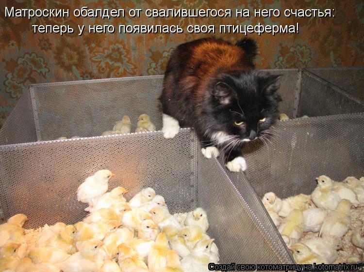Матроскин обалдел от свалившегося на него счастья: теперь у него появилась своя птицеферма!... Котоматрица: Матроскин обалдел от свалившегося на него счастья: теперь у него появилась своя птицеферма!