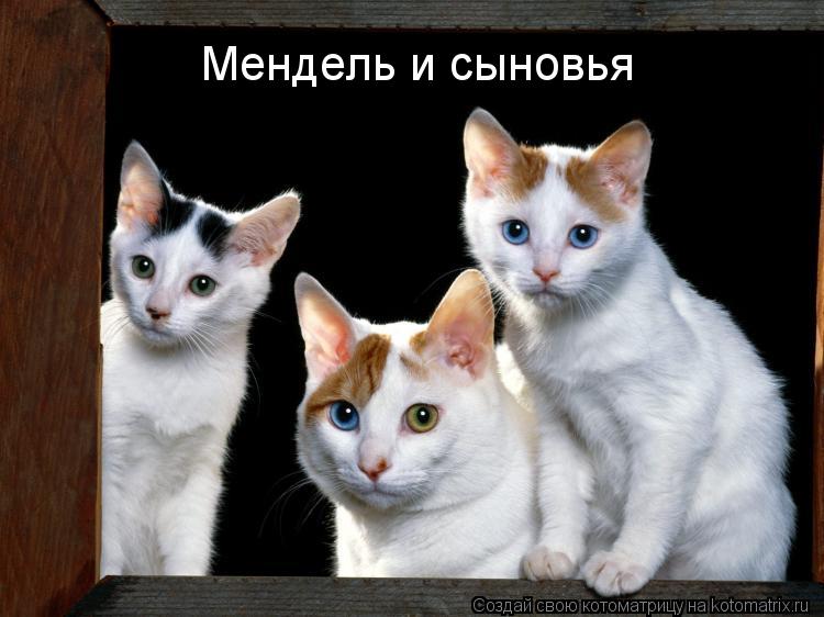 Мендель и сыновья... Котоматрица: Мендель и сыновья