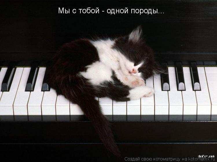 Мы с тобой - одной породы...... Котоматрица: Мы с тобой - одной породы...