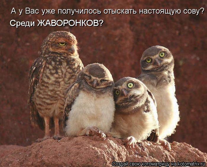 А у Вас уже получилось отыскать настоящую сову? Среди ЖАВОРОНКОВ?... Котоматрица: А у Вас уже получилось отыскать настоящую сову? Среди ЖАВОРОНКОВ?