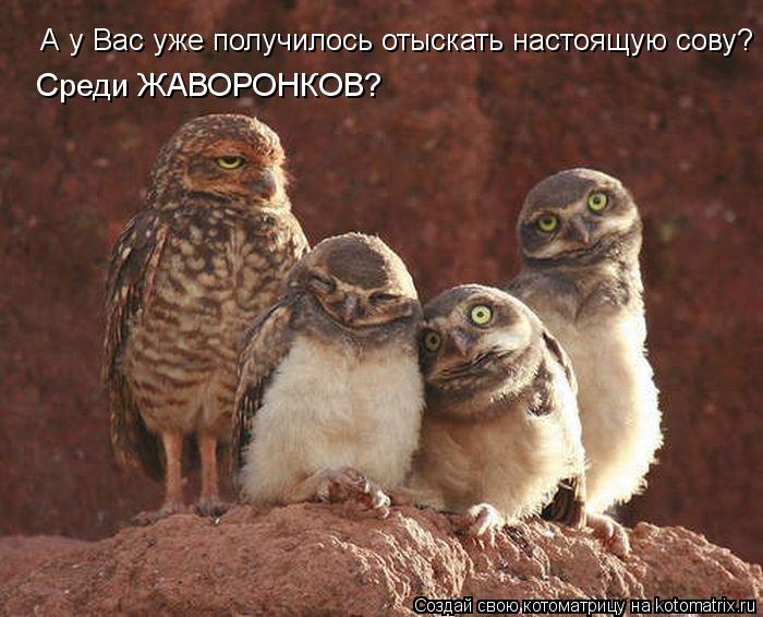 Котоматрица: А у Вас уже получилось отыскать настоящую сову? Среди ЖАВОРОНКОВ?