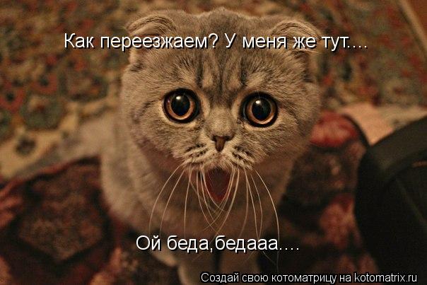 Как переезжаем? У меня же тут.... Ой беда,бедааа....... Котоматрица: Как переезжаем? У меня же тут.... Ой беда,бедааа....