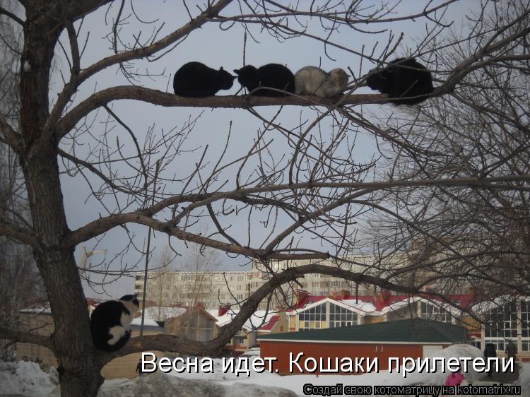 Весна идет. Кошаки прилетели... Котоматрица: Весна идет. Кошаки прилетели