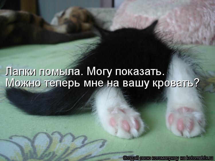 Лапки помыла. Могу показать. Можно теперь мне на вашу кровать?... Котоматрица: Лапки помыла. Могу показать. Можно теперь мне на вашу кровать?