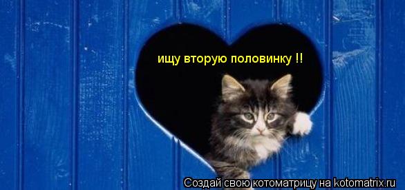 ищу вторую половинку !!... Котоматрица: ищу вторую половинку !!
