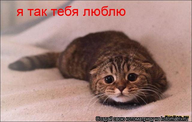 Котоматрица: я так тебя люблю