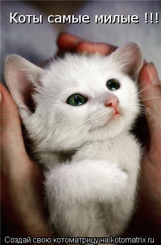 Коты самые милые !!!... Котоматрица: Коты самые милые !!!