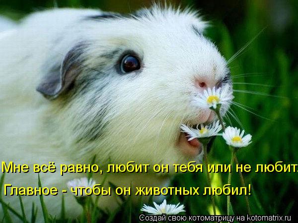 Мне всё равно, любит он тебя или не любит. Главное - чтобы он животных любил!... Котоматрица: Мне всё равно, любит он тебя или не любит. Главное - чтобы он животных любил!