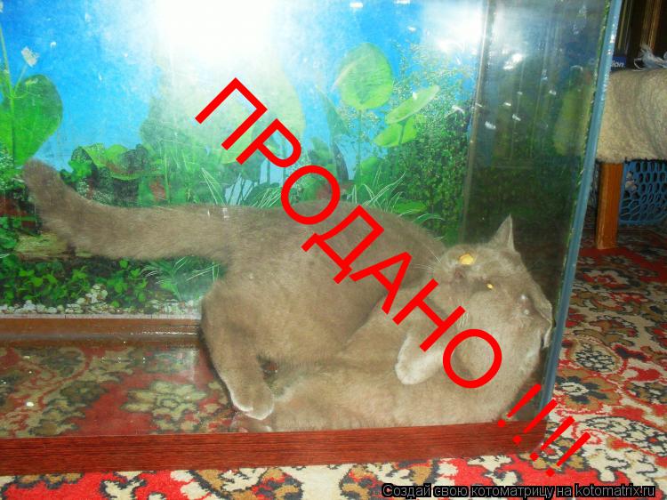 ПРОДАНО !!!!... Котоматрица: ПРОДАНО !!!!