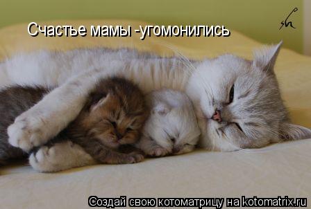 Счастье мамы -угомонились... Котоматрица: Счастье мамы -угомонились