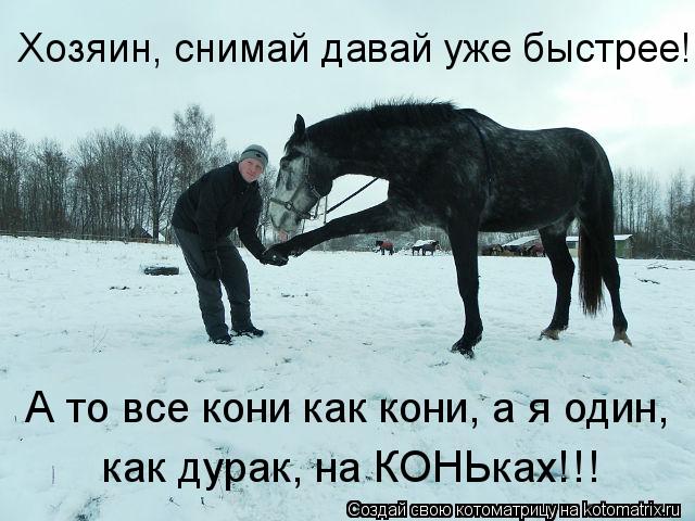 Хозяин, снимай давай уже быстрее! А то все кони как кони, а я один, как дурак, на КОНЬках!!!... Котоматрица: Хозяин, снимай давай уже быстрее! А то все кони как кони, а я один, как дурак, на КОНЬках!!!