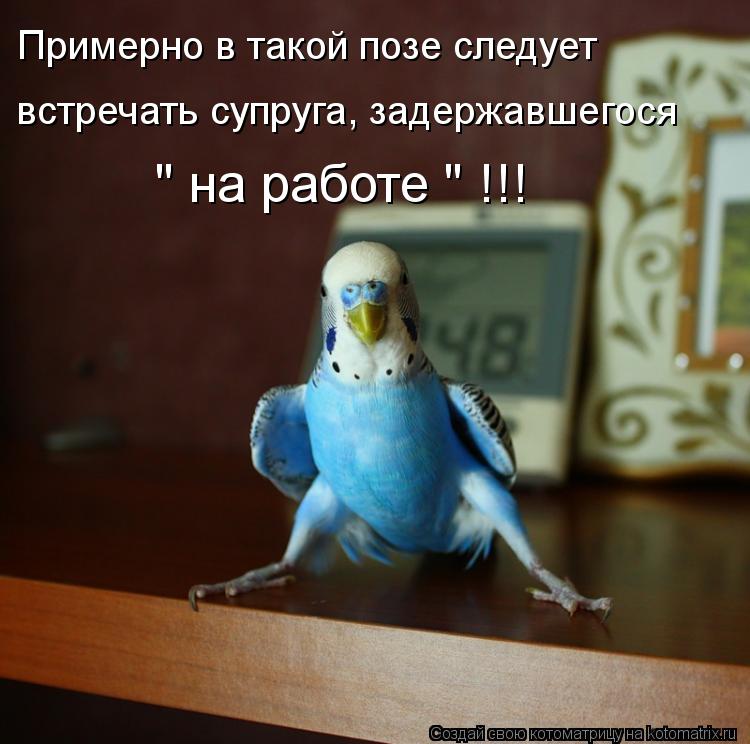 Примерно в такой позе следует встречать супруга, задержавшегося " на работе " !!!... Котоматрица: Примерно в такой позе следует встречать супруга, задержавшегося " на работе " !!!