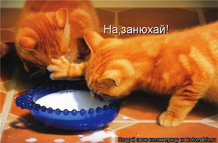 На,занюхай!... Котоматрица: На,занюхай!
