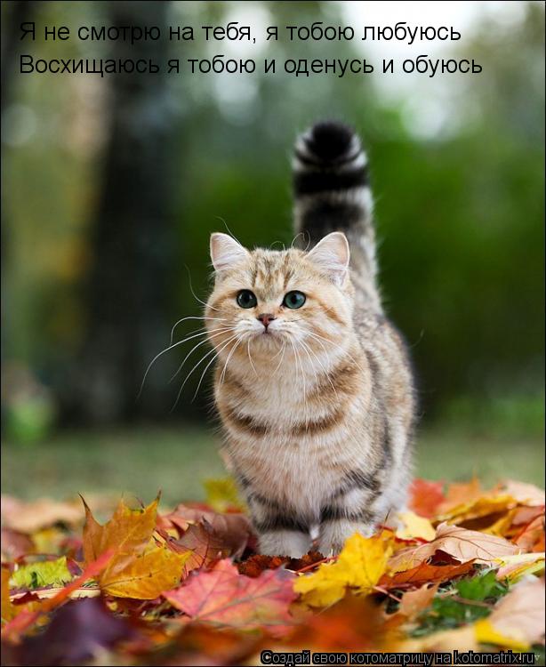 Я не смотрю на тебя, я тобою любуюсь Восхищаюсь я тобою и оденусь и обуюсь Выйду я за дверь, не сог... Котоматрица: Я не смотрю на тебя, я тобою любуюсь Восхищаюсь я тобою и оденусь и обуюсь Выйду я за дверь, не согреюсь, морозы И еще долго буду находиться