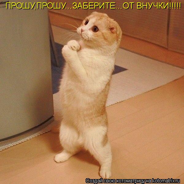 ПРОШУ,ПРОШУ...ЗАБЕРИТЕ...ОТ ВНУЧКИ!!!!!... Котоматрица: ПРОШУ,ПРОШУ...ЗАБЕРИТЕ...ОТ ВНУЧКИ!!!!!