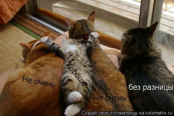 Хорошо... Не очень Не очень без разницы... Котоматрица: Хорошо... Не очень Не очень без разницы