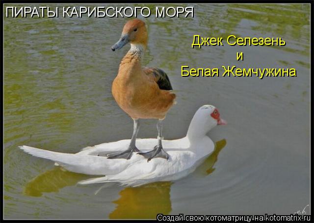 ПИРАТЫ КАРИБСКОГО МОРЯ Джек Селезень и Белая Жемчужина... Котоматрица: ПИРАТЫ КАРИБСКОГО МОРЯ Джек Селезень и Белая Жемчужина