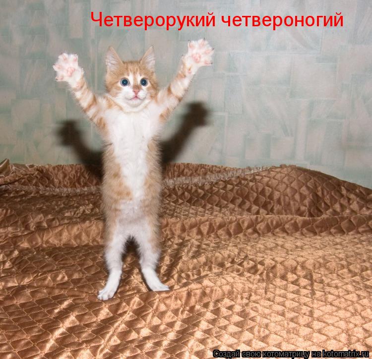 Четверорукий четвероногий... Котоматрица: Четверорукий четвероногий