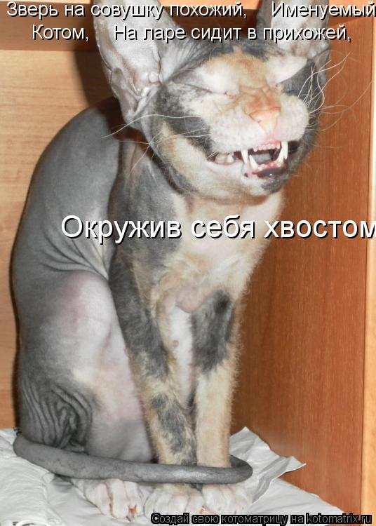 Зверь на совушку похожий, Именуемый Котом, На ларе сидит в прихожей, Окружив себя хвостом.... Котоматрица: Зверь на совушку похожий, Именуемый Котом, На ларе сидит в прихожей, Окружив себя хвостом.