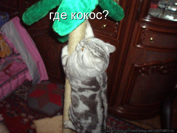 где кокос?... Котоматрица: где кокос?