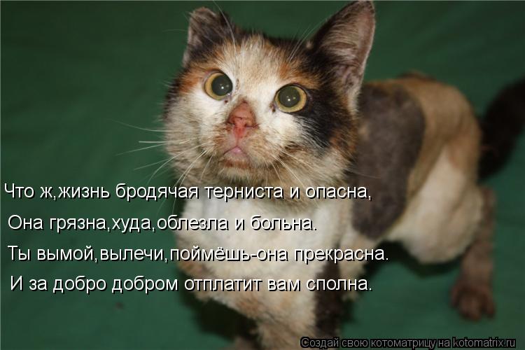 Котоматрица: Что ж,жизнь бродячая терниста и опасна, Она грязна,худа,облезла и больна. Ты вымой,вылечи,поймёшь-она прекрасна. И за добро добром отплатит в