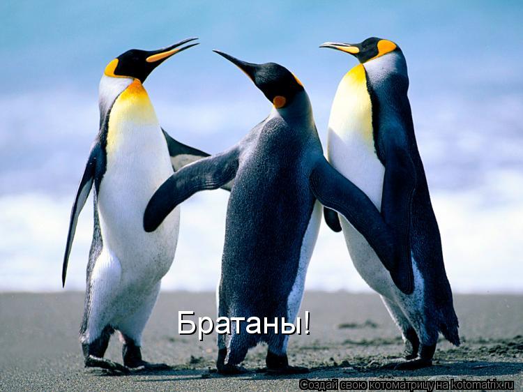 Котоматрица: Братаны!