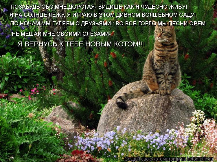 Котоматрица: ПОЗАБУДЬ ОБО МНЕ,ДОРОГАЯ- ВИДИШЬ КАК Я ЧУДЕСНО ЖИВУ! Я НА СОЛНЦЕ ЛЕЖУ, Я ИГРАЮ В ЭТОМ ДИВНОМ ВОЛШЕБНОМ САДУ! ПО НОЧАМ МЫ ГУЛЯЕМ С ДРУЗЬЯМИ : ВО 