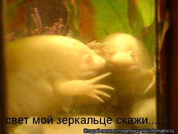 Котоматрица: свет мой зеркальце скажи.....