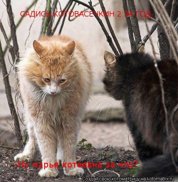 Котоматрица: САДИСЬ КОТОВАСЕЧКИН 2 ЗА ГОД -Ну марья котеевна за что?
