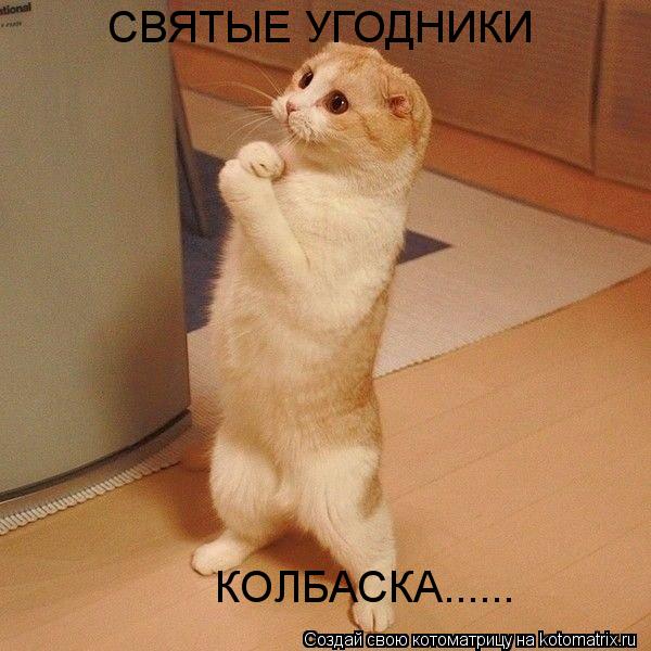 Котоматрица: КОЛБАСКА...... СВЯТЫЕ УГОДНИКИ