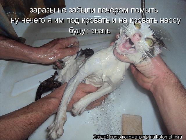 Котоматрица: заразы не забыли вечером помыть ну нечего я им под кровать и на кровать нассу будут знать