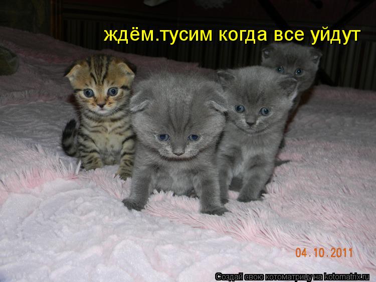 Котоматрица: ждём.тусим когда все уйдут