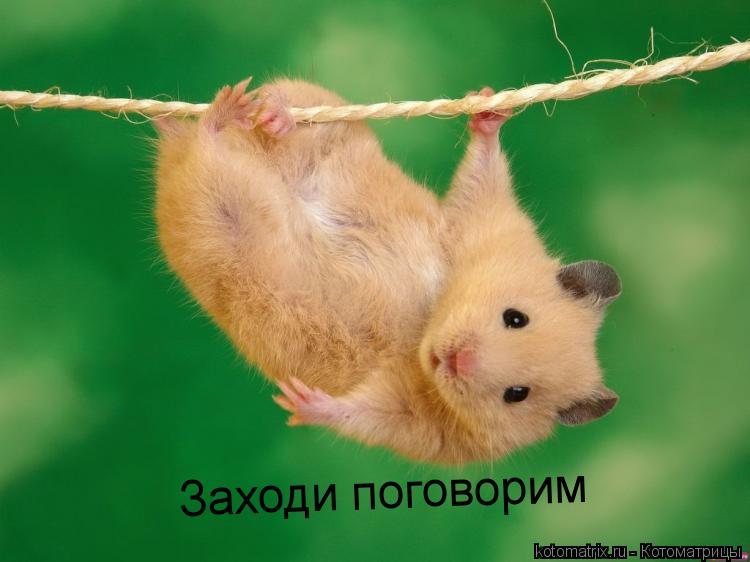 Котоматрица: Заходи поговорим
