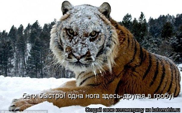 Котоматрица: беги быстро! одна нога здесь-другая в гробу!